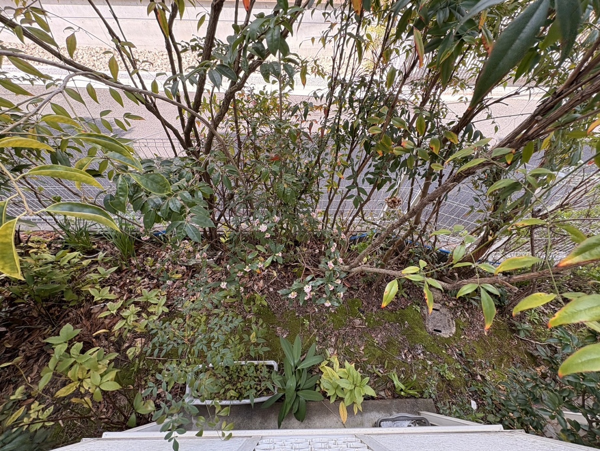 庭 写真28