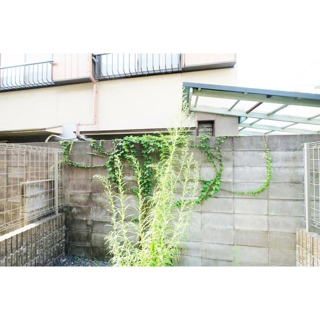 庭 写真10