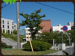 神戸女子大学 須磨キャンパス 写真24